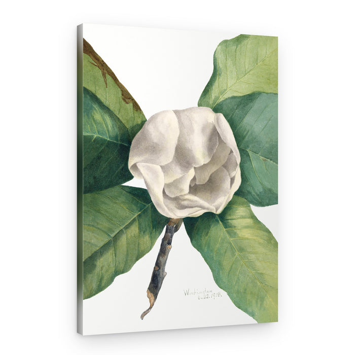 Southern Magnolia (1918) – Canvas Print