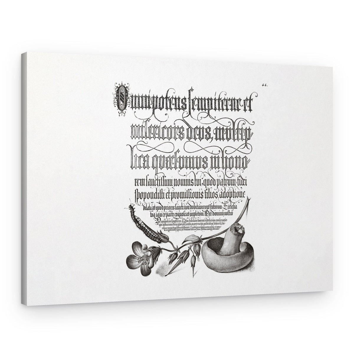 Centipede, Wood Cranesbill, and Mushroom Bw Horizontal – Canvas Print