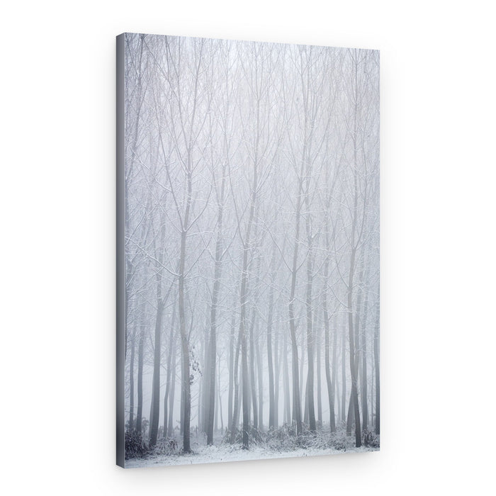 Misty Winter Trees – Canvas Print
