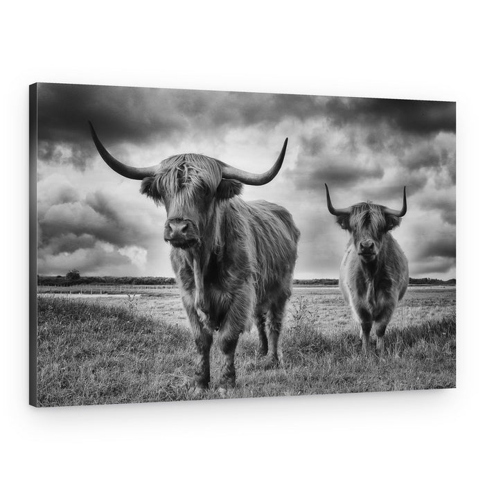 Dramatic Highland Cattle – Canvas Print