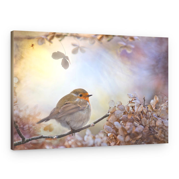 Soft Light Robin – Canvas Print
