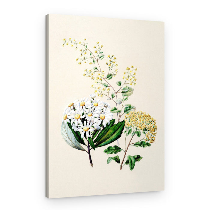 Senecio Drawn By Sarah Featon (1848–1927) – Canvas Print