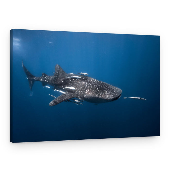 Gentle Ocean Giant – Canvas Print