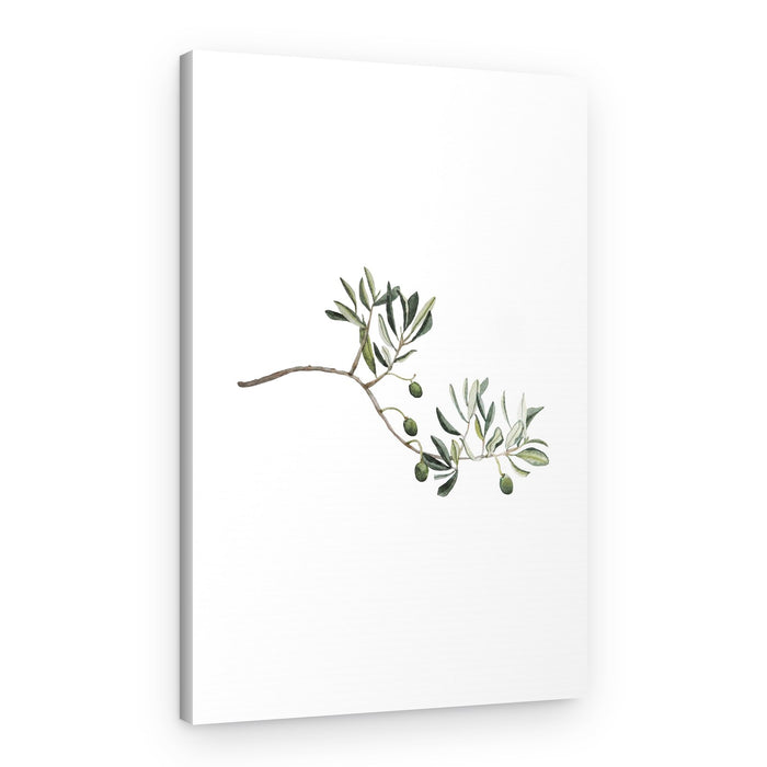 Delicate Olive Branch – Canvas Print