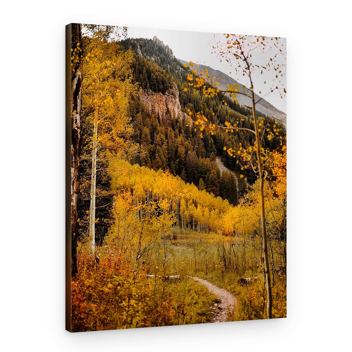 Autumn Aspen Path – Canvas Print