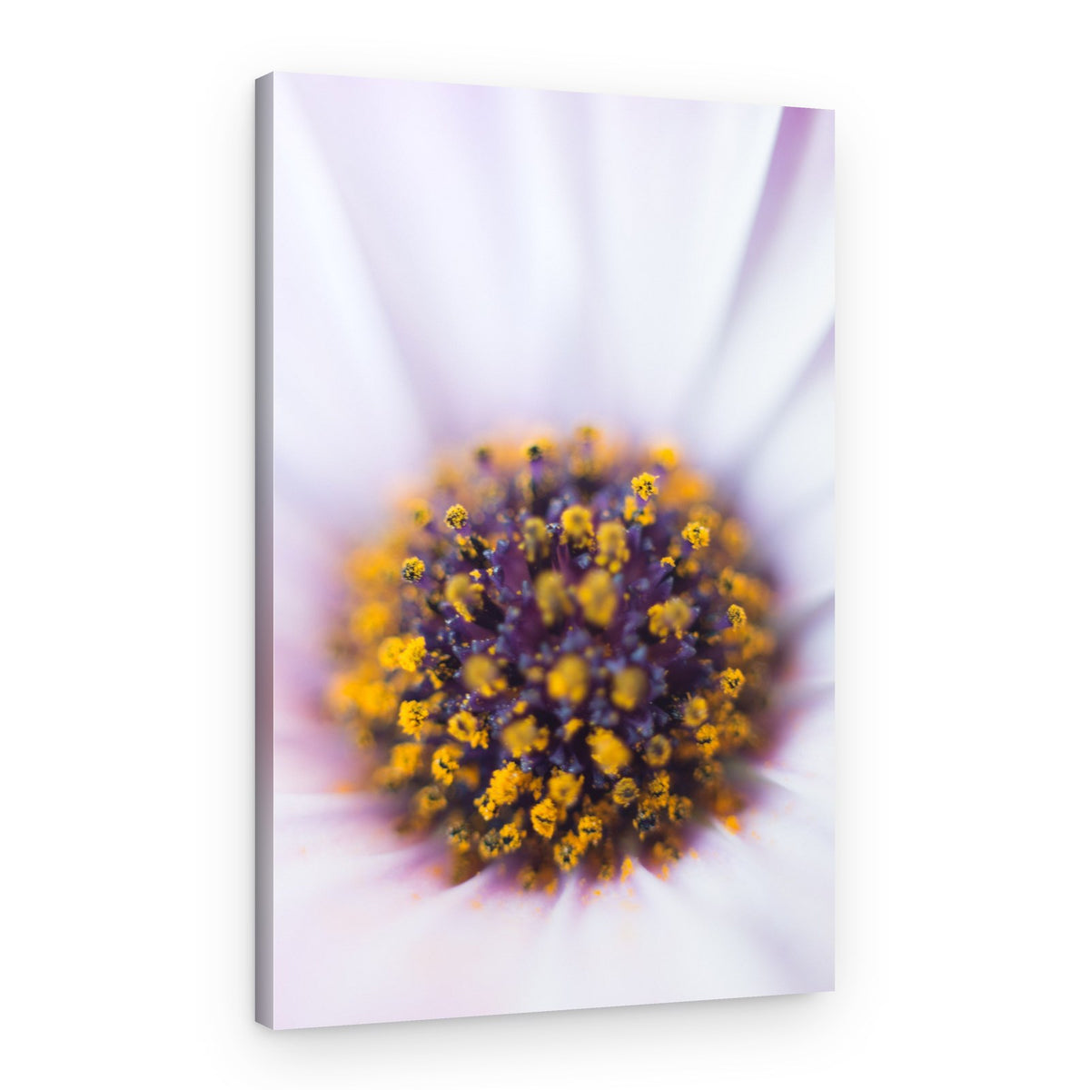 Vibrant Daisy Bloom – Canvas Print