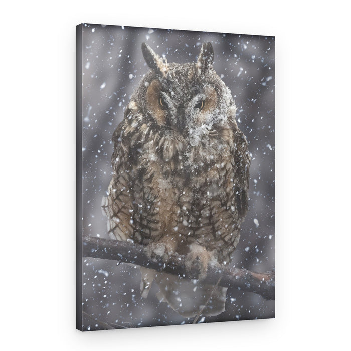 Winter Owl in Snow – Canvas Print