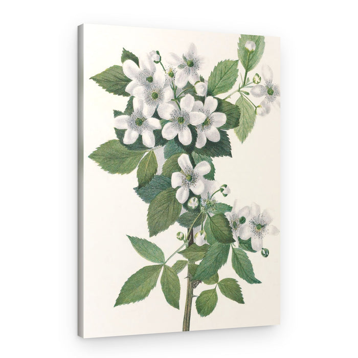 Highbush Blackberry From North American Wildflowers (1925) By Mary Vaux Walcott – Canvas Print