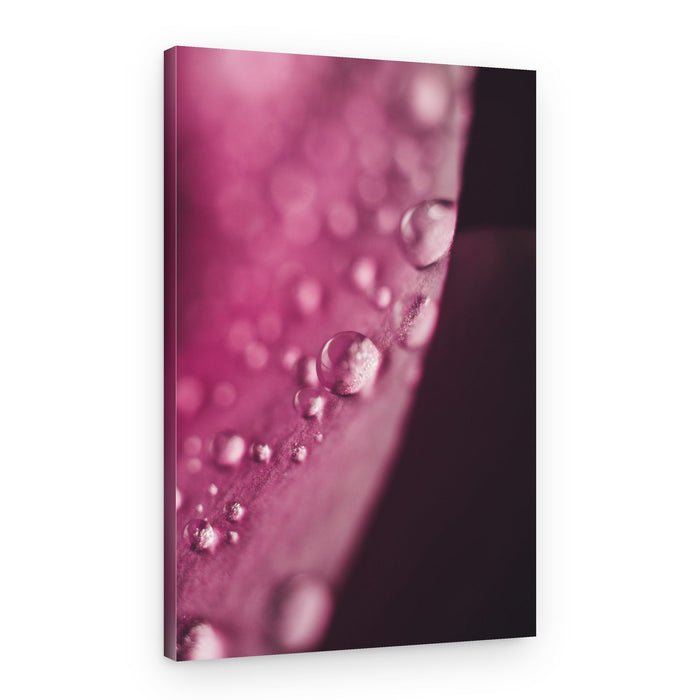Rose Petal Dewdrops – Canvas Print