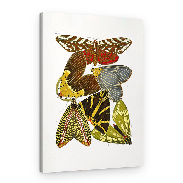 Butterflies 6 – Canvas Print