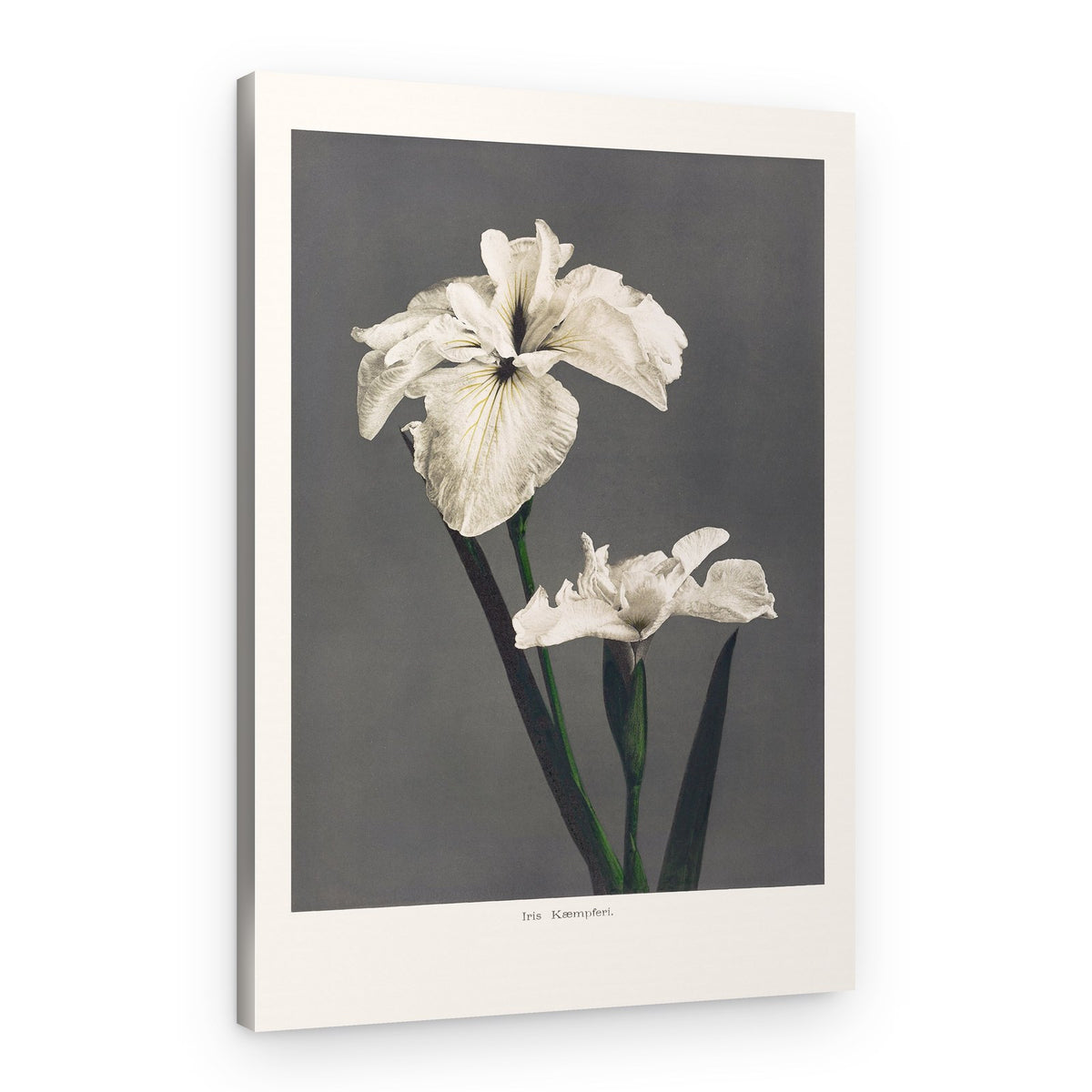 Iris Kæmpferi – Canvas Print