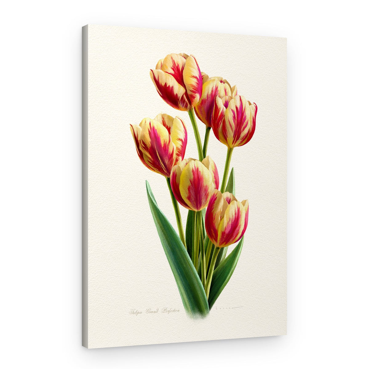 Vibrant Striped Tulips – Canvas Print