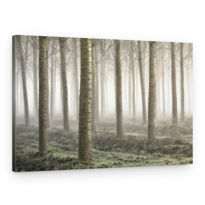 Ethereal Foggy Woods – Canvas Print