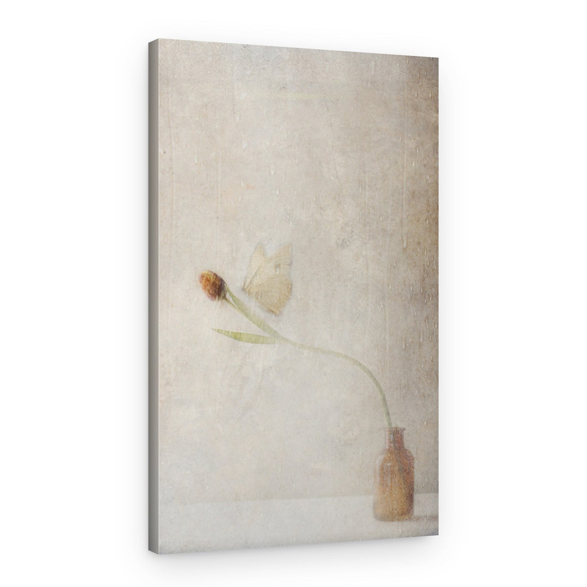 Fading Tulip Still Life – Canvas Print