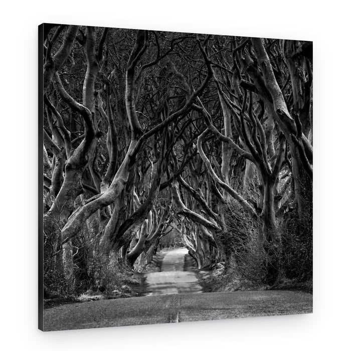 Enchanted Tree Tunnel – Canvas Print