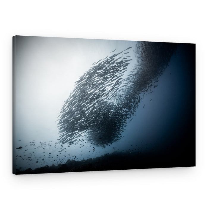 Swirling Fish School – Canvas Print