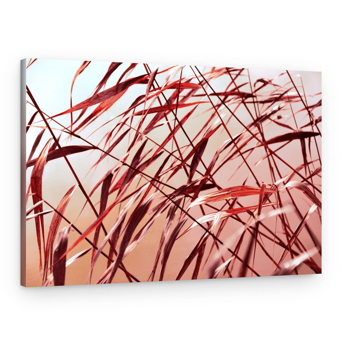 Warm Autumn Reeds – Canvas Print