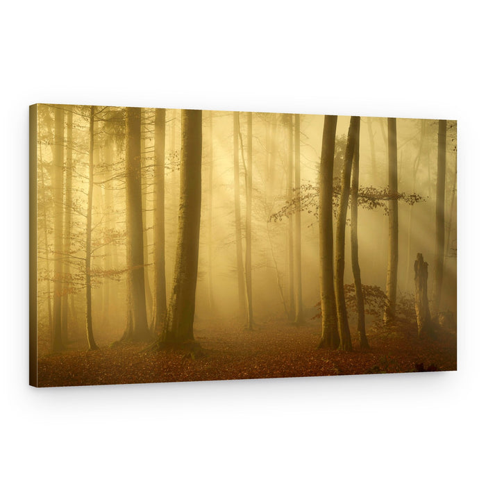 Golden Misty Forest – Canvas Print