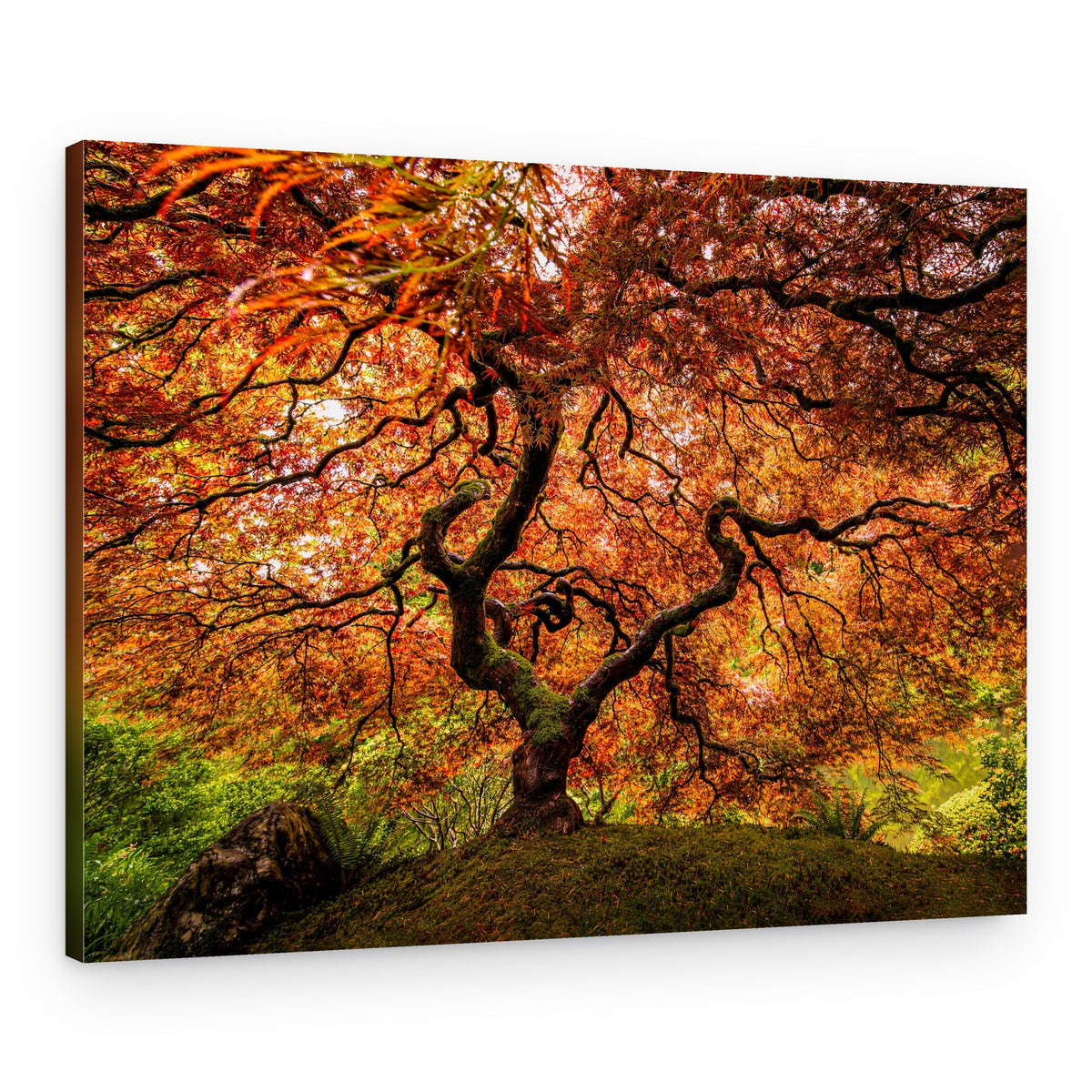 Autumn Maple Glow – Canvas Print
