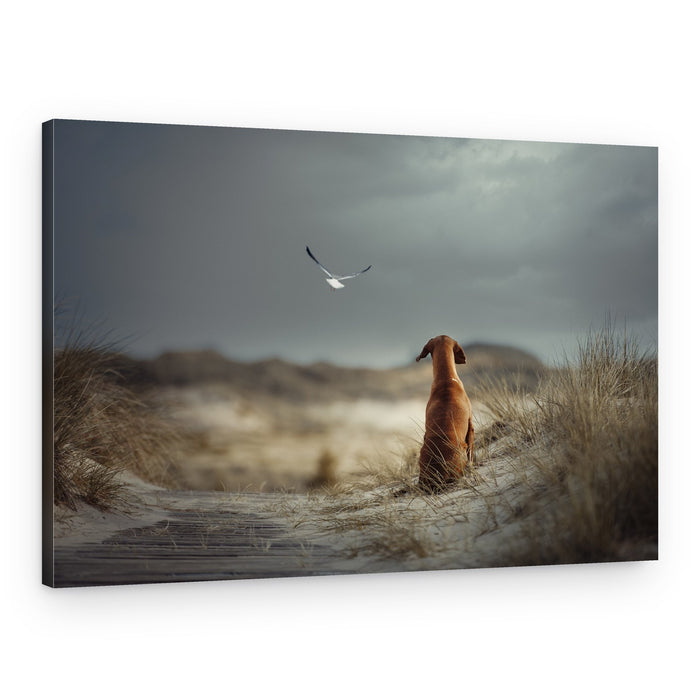 Dunes Dog And Seagull – Canvas Print