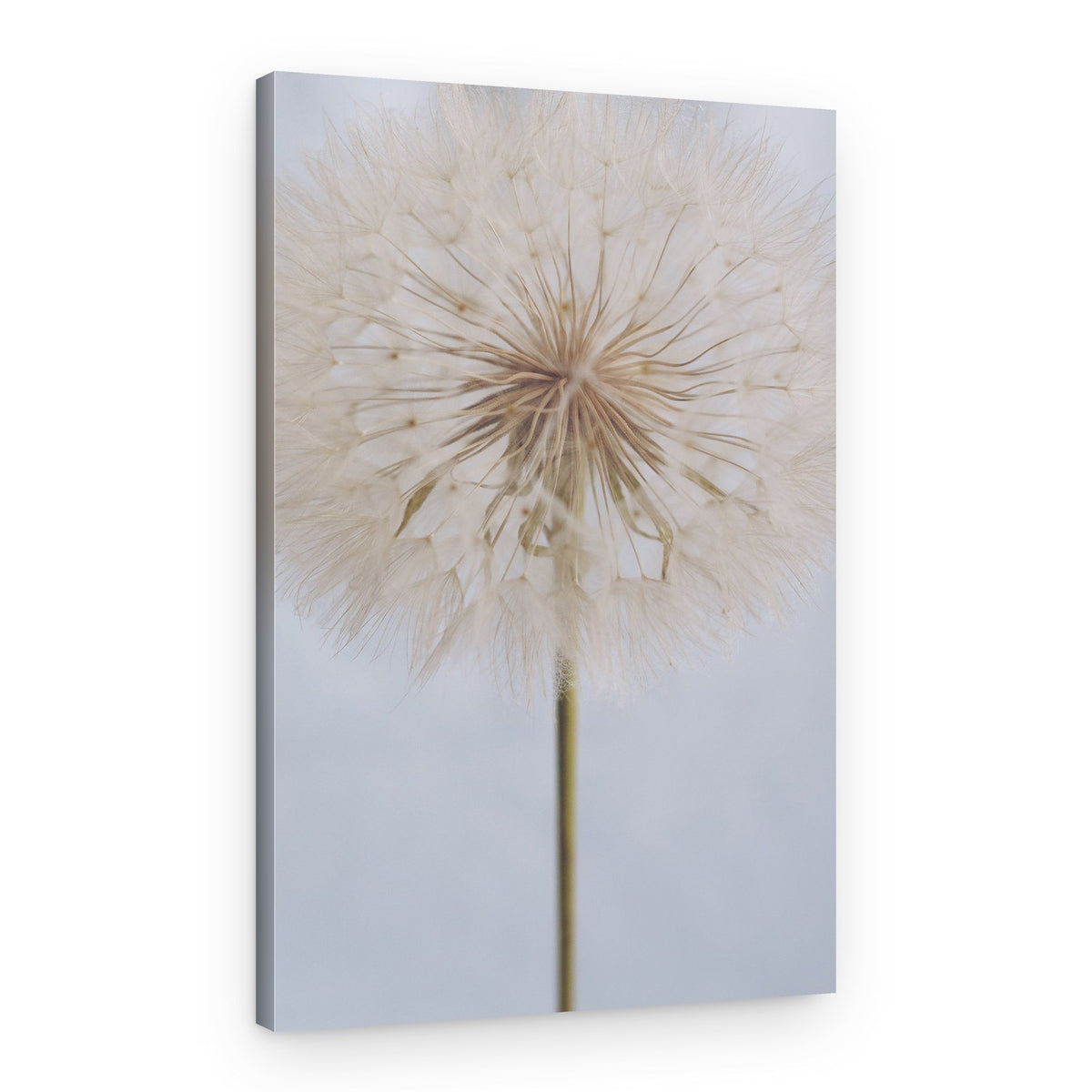 Delicate Dandelion – Canvas Print