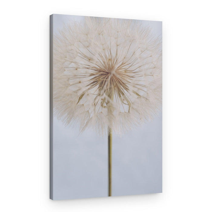 Delicate Dandelion – Canvas Print
