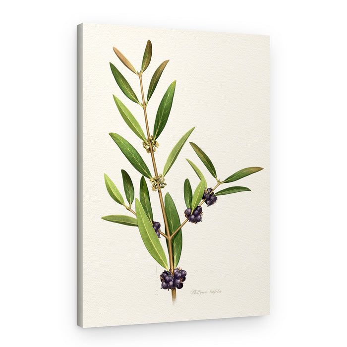 Elegant Berry Branch – Canvas Print