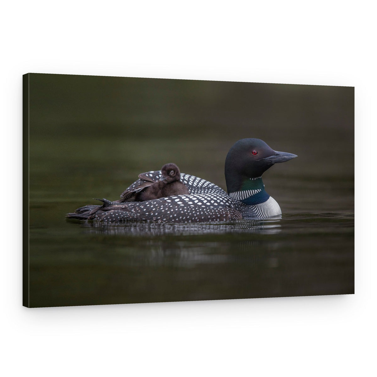 Loon Chick Ride – Canvas Print