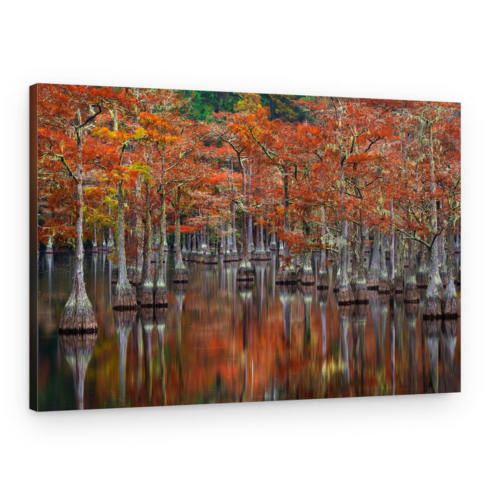 Autumn Cypress Water Reflections – Canvas Print