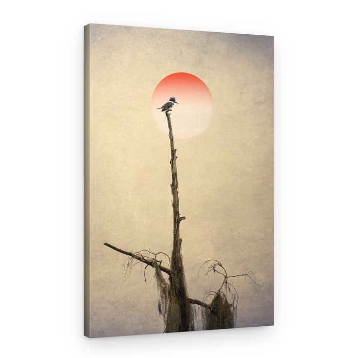 Kingfisher Red Sun Perch – Canvas Print