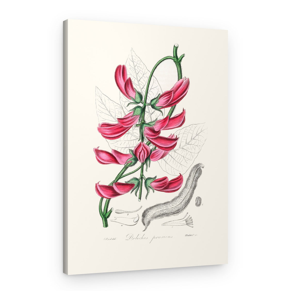 Mucuna Pruriens (dolichos Pruriens) Medical Botany – Canvas Print
