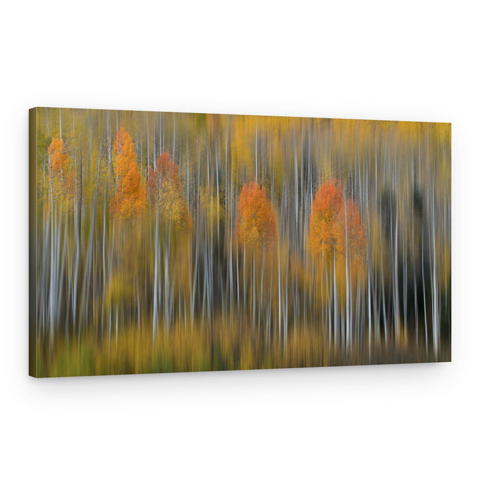 Blurred Autumn Aspens – Canvas Print