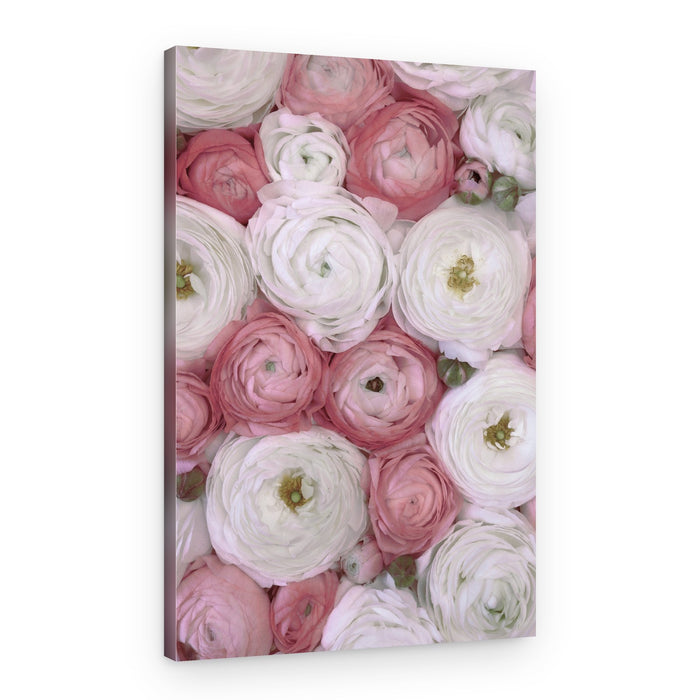 Blush and Cream Ranunculus – Canvas Print