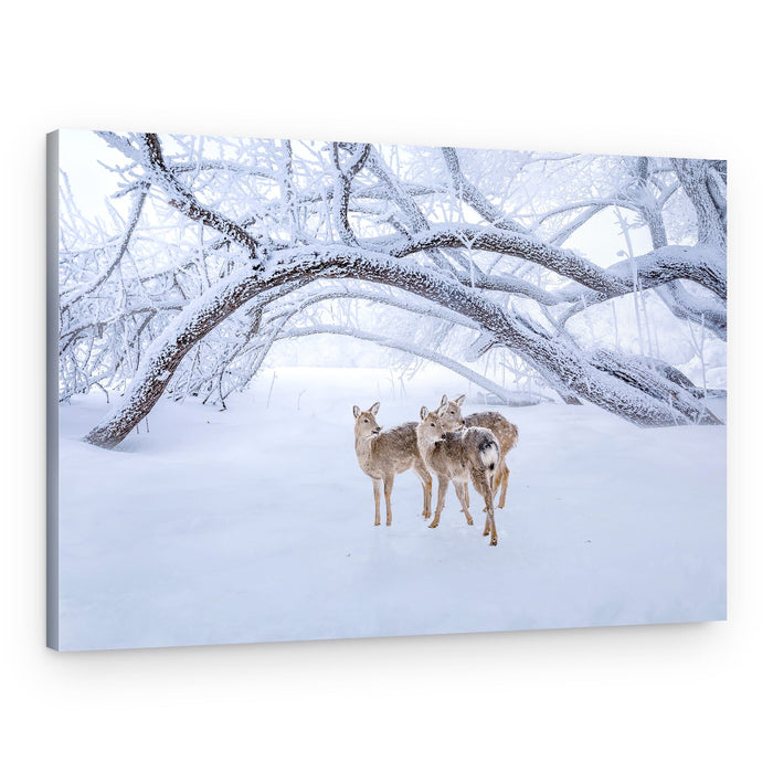 Frosted Winter Deer – Canvas Print
