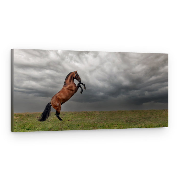 The king of the fields – Canvas Print