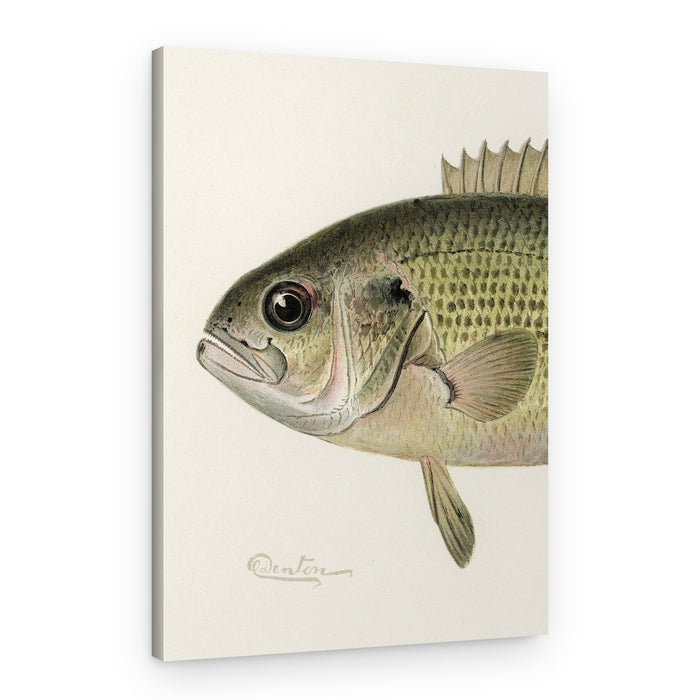 Rock Bass Crop – Canvas Print