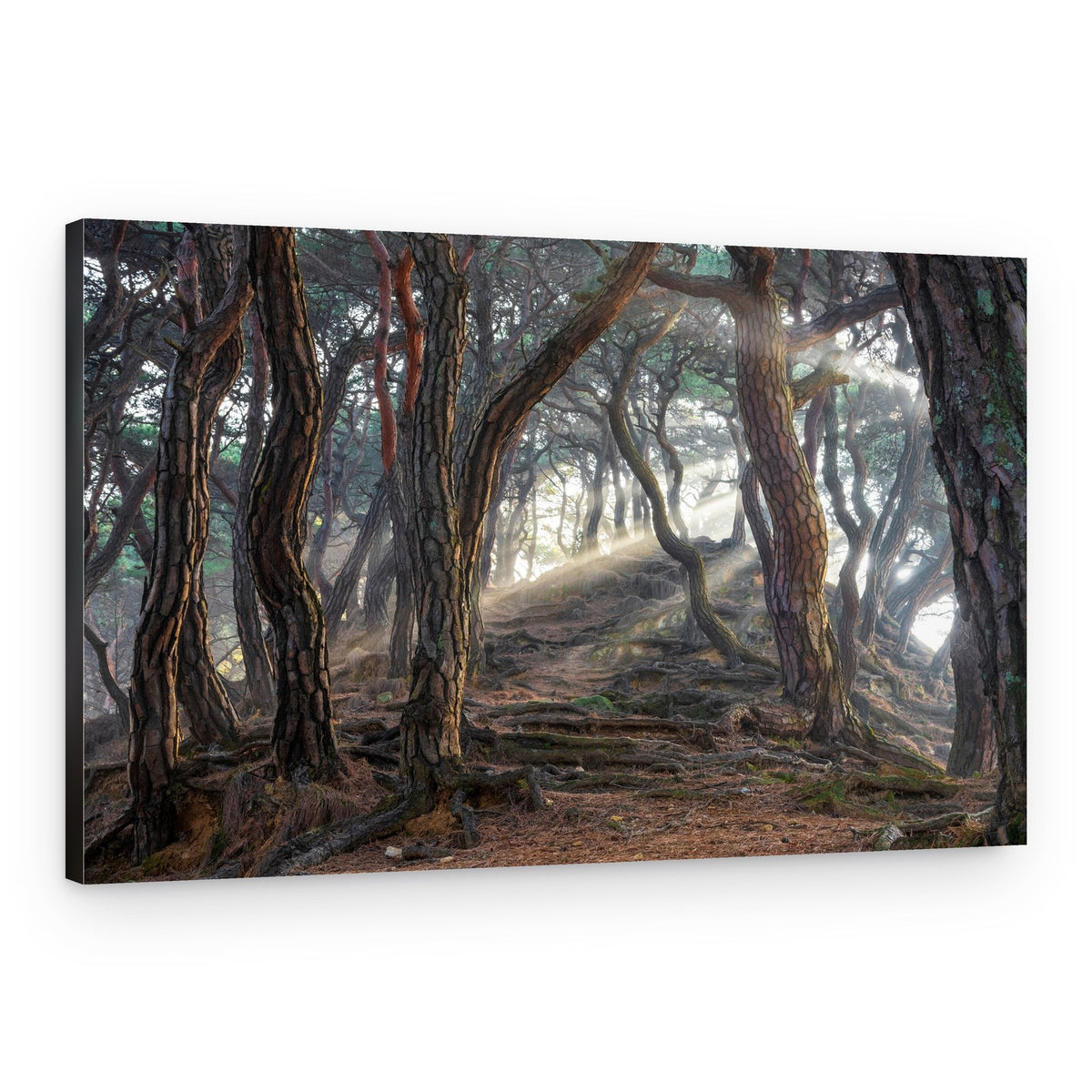 Sunlit Misty Forest Path – Canvas Print