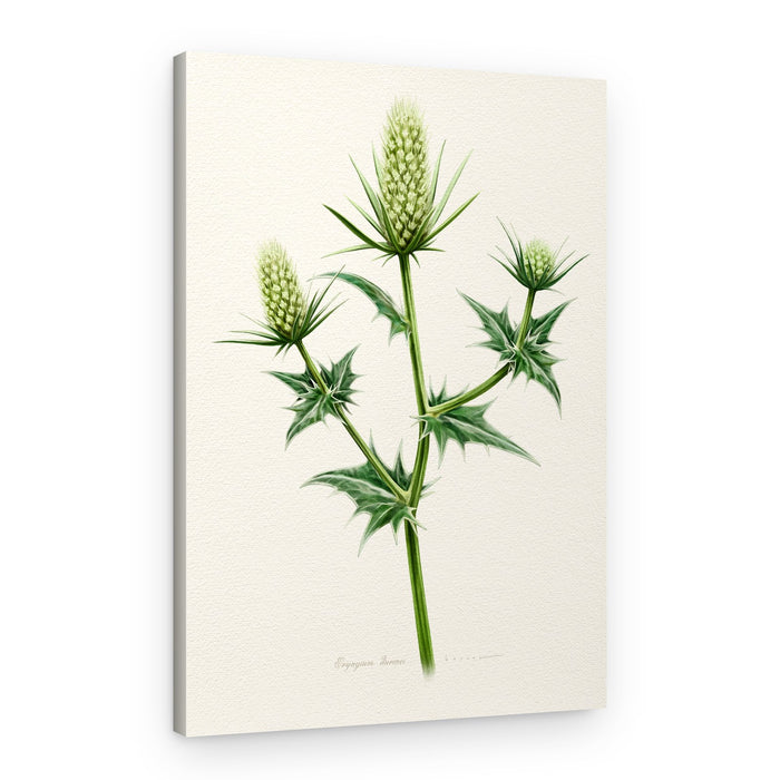 Botanical Sea Holly – Canvas Print