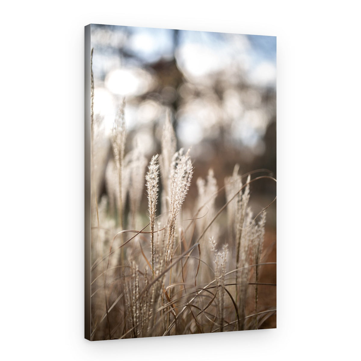 Grass 19 – Canvas Print