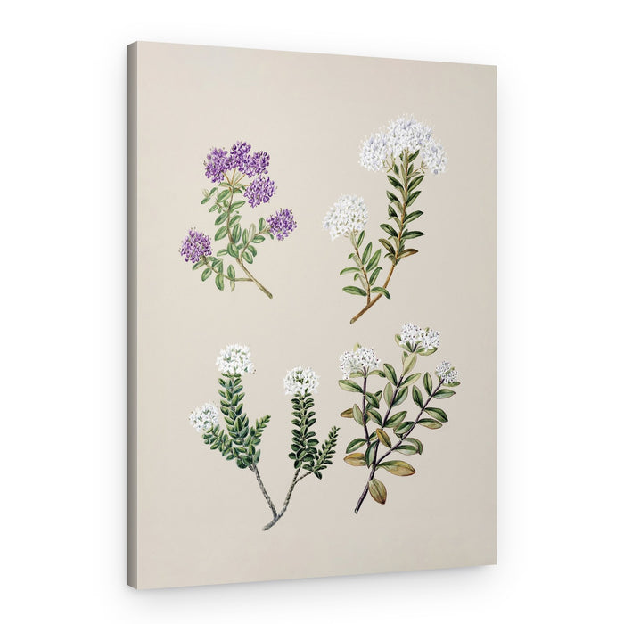 Veronica 4 Species Drawn By Sarah Featon (1848–1927) – Canvas Print
