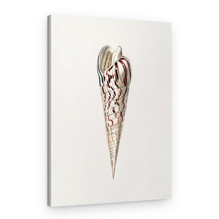 Mollusks Crop III – Canvas Print
