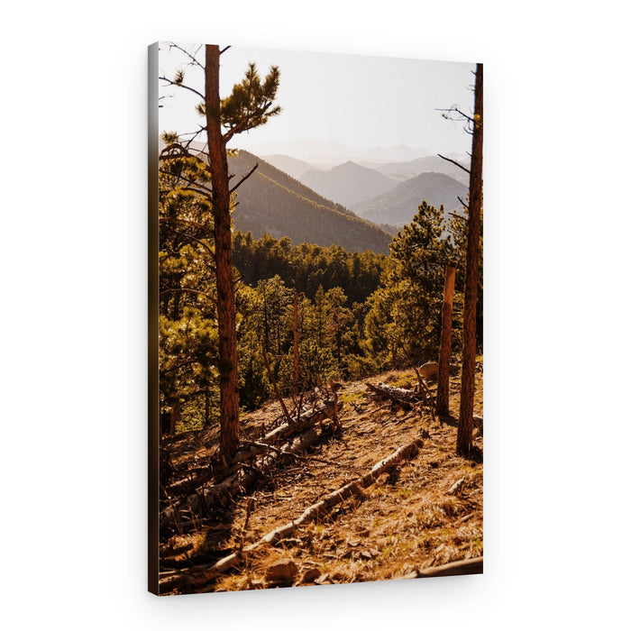 Sunlit Mountain Forest – Canvas Print