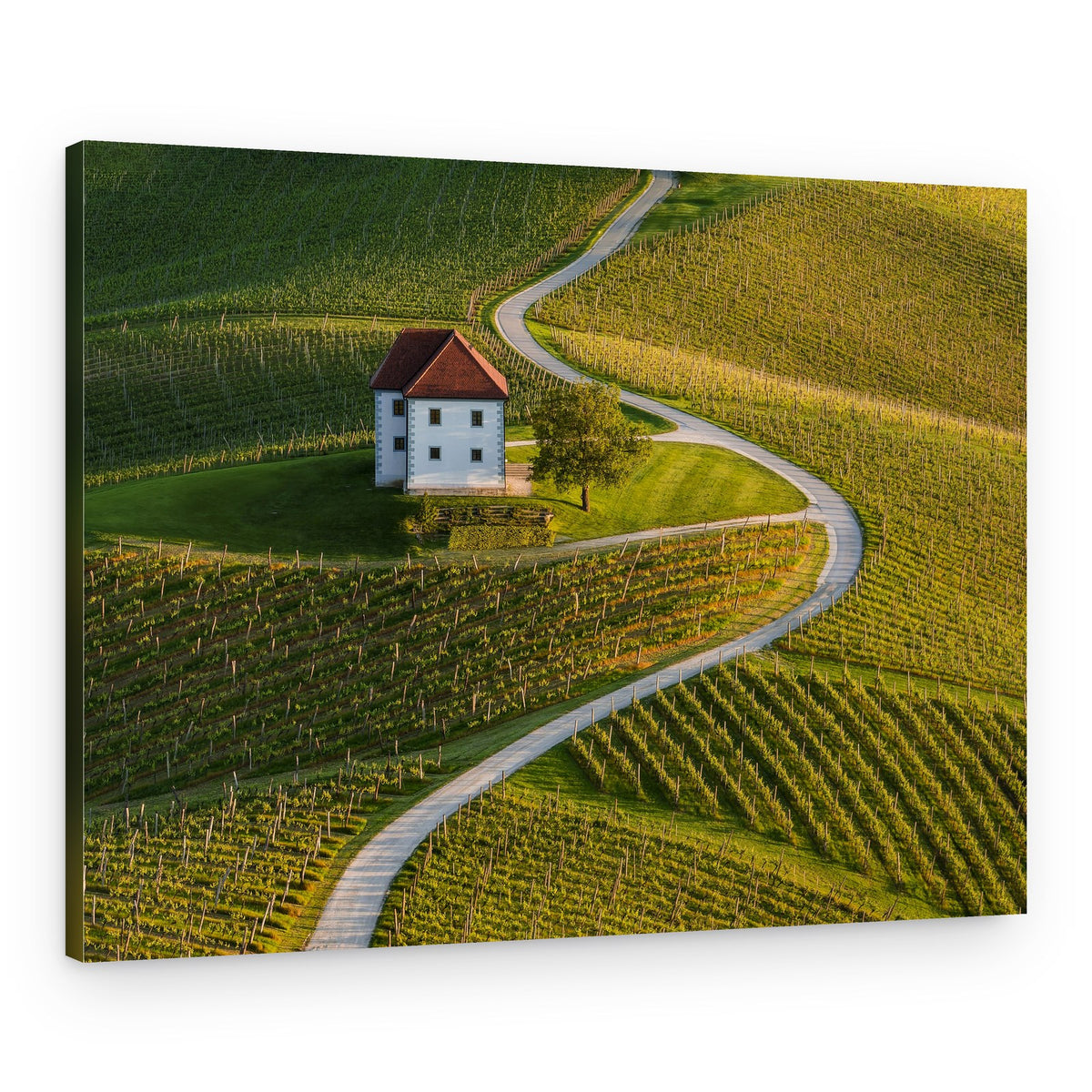 Winding Vineyard Road – Canvas Print