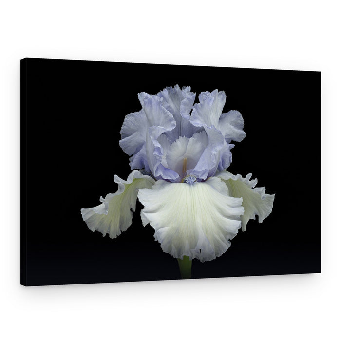 Elegant Blue Iris – Canvas Print