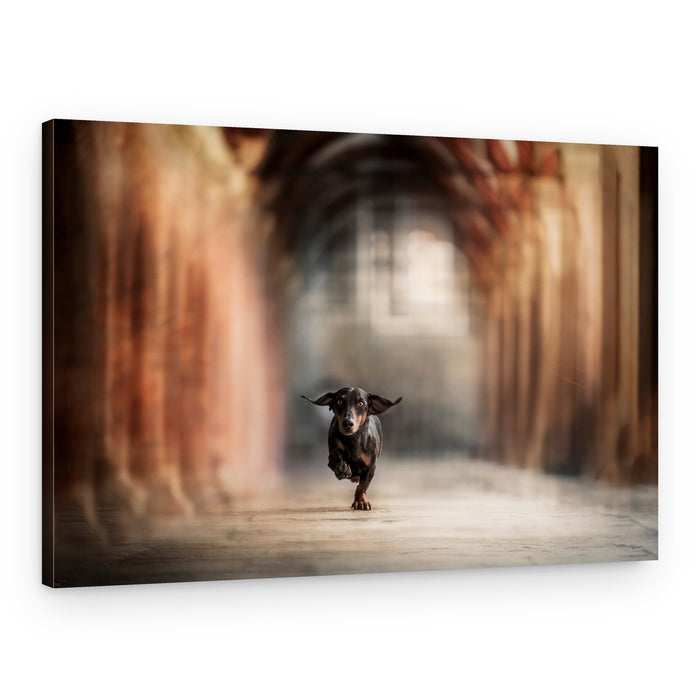 Running Dachshund Archway – Canvas Print