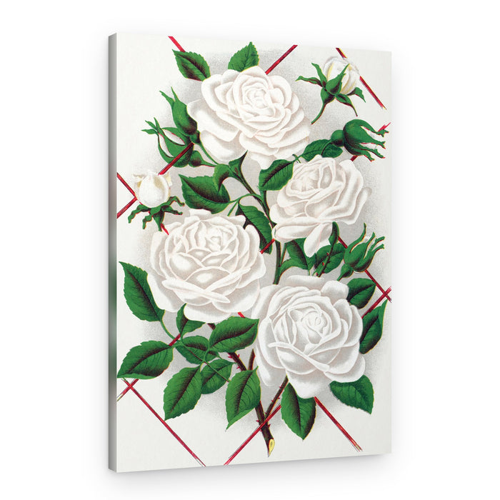 White Rose, Baltimore Belle Lithograph – Canvas Print