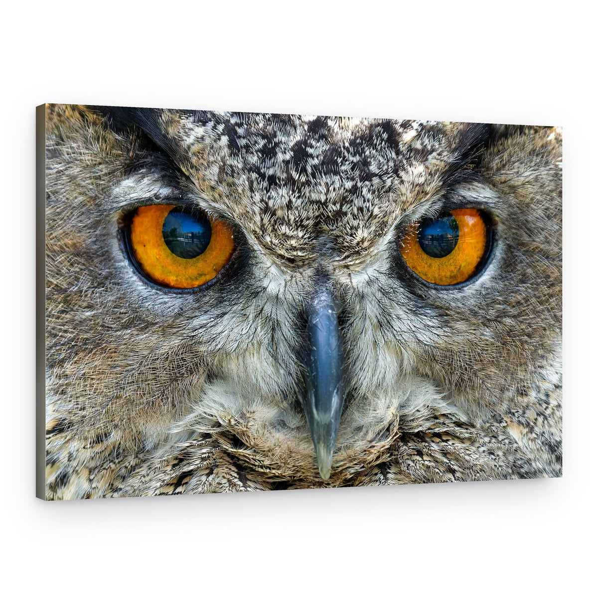 Intense Owl Gaze – Canvas Print