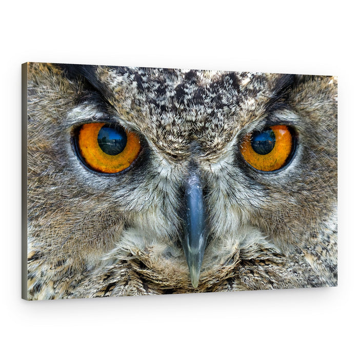 Intense Owl Gaze – Canvas Print
