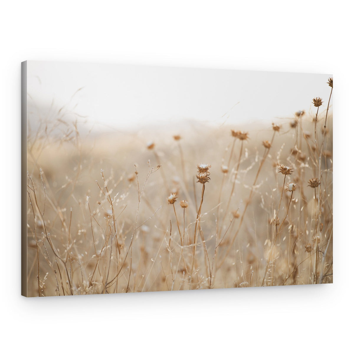 Soft Dry Meadow – Canvas Print
