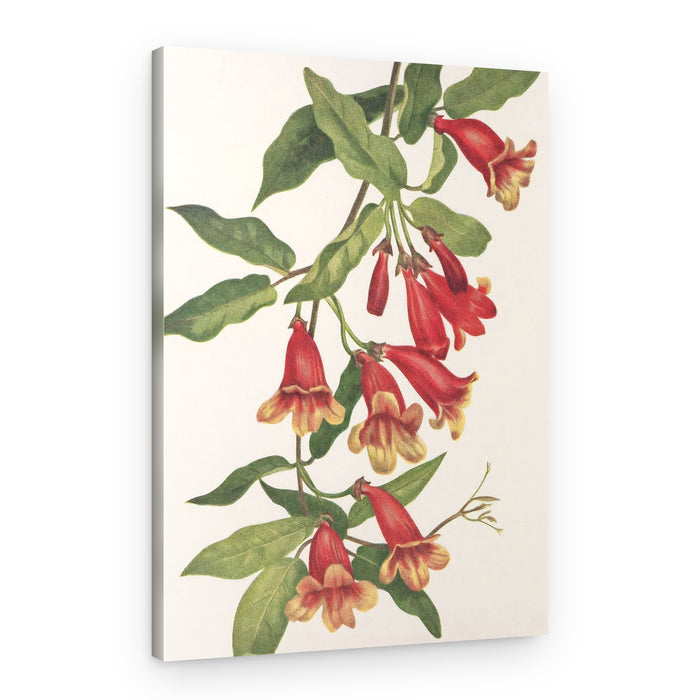 Crossvine From North American Wildflowers (1925) By Mary Vaux Walcott – Canvas Print
